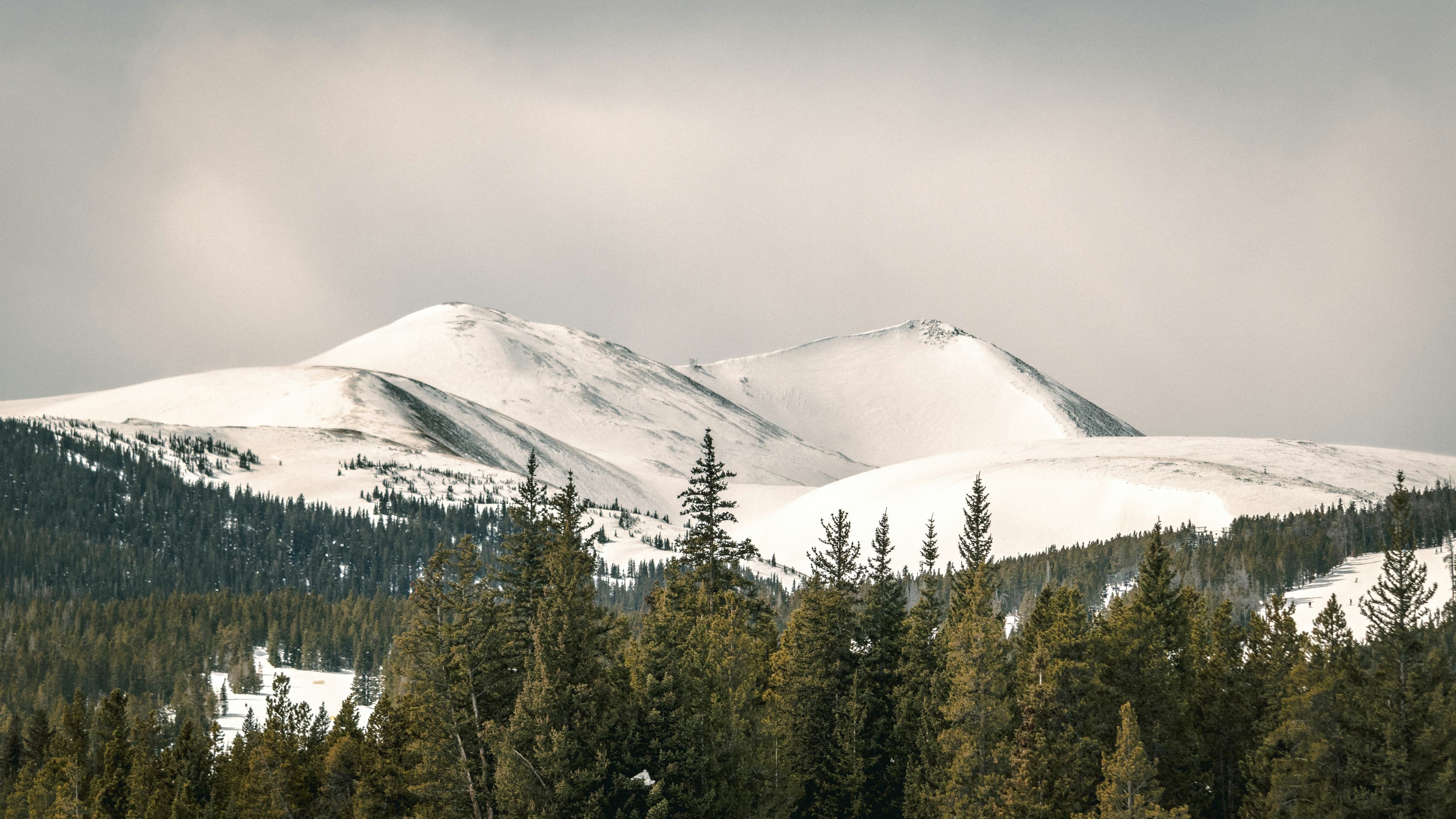 Snow-covered mountain range above an evergreen forest